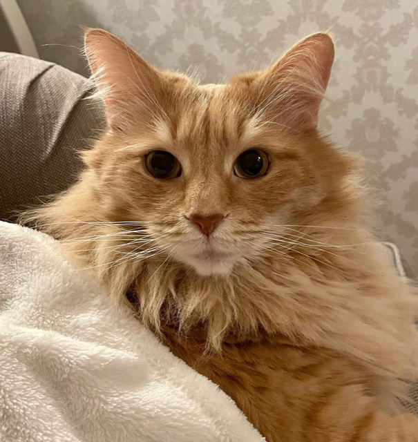 Sibirisk katt Remus
